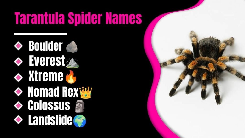 Tarantula Spider Names
